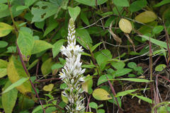 Chlorophytum malabaricum